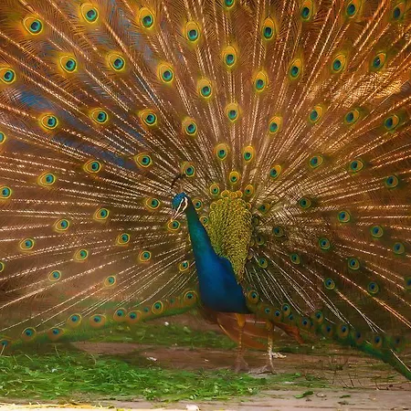 度假村 喀尔巴阡度假酒店 4*