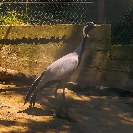 喀尔巴阡度假酒店