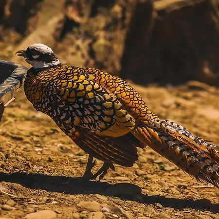 度假村 喀尔巴阡度假酒店